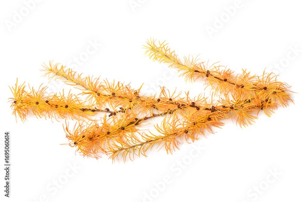 Fototapeta Autumn branch of yellow larch isolated on white background