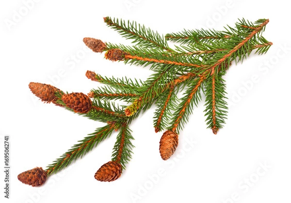 Fototapeta Christmas decorative fir branch with cones isolated on white background. Pine, spruce, holidays, New Year