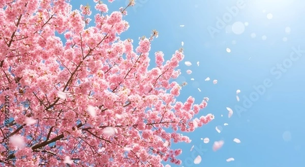 Fototapeta Pink blossoms on tree branches against a clear blue sky with falling petals creating a spring scene