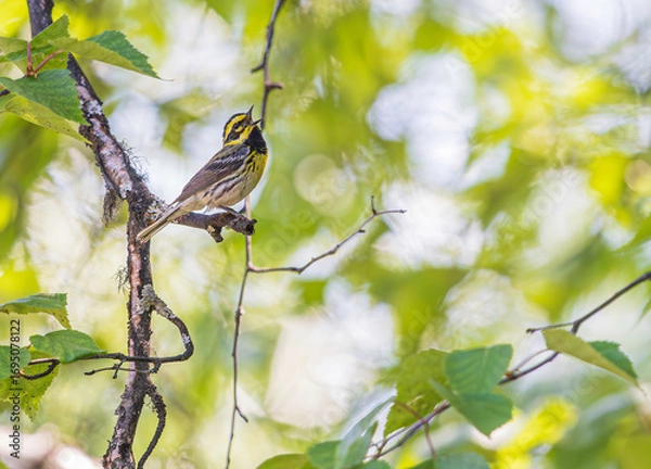Obraz A Townsend's Warbler in Alaska