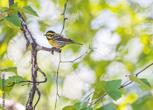 Obraz A Townsend's Warbler in Alaska