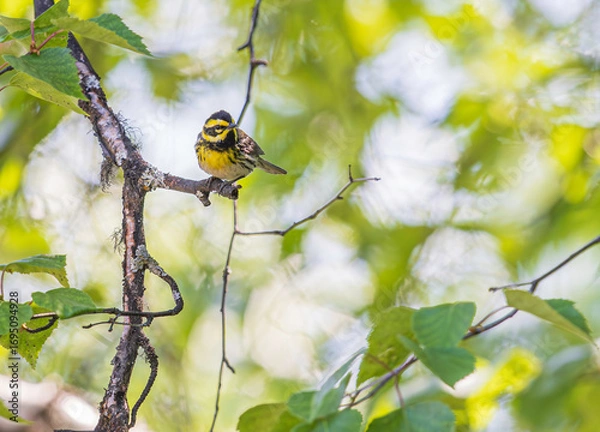 Obraz A Townsend's Warbler in Alaska