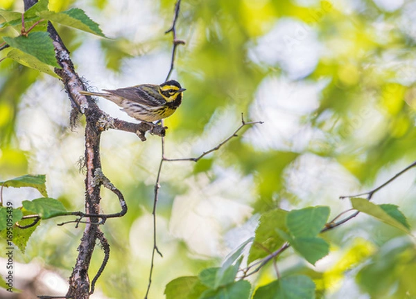 Obraz A Townsend's Warbler in Alaska