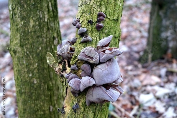 Fototapeta tree mushrooms in the forest, nature, macro