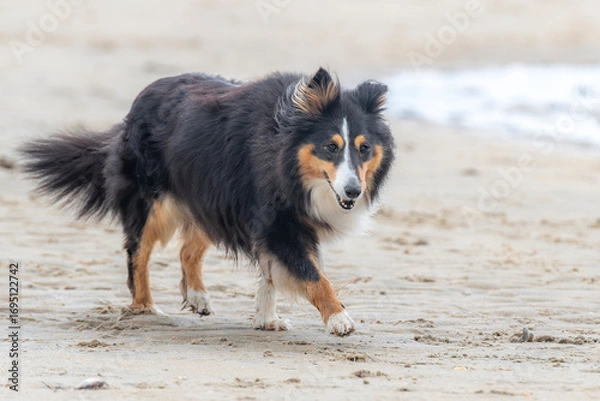 Obraz Sheltie walking along the beach
