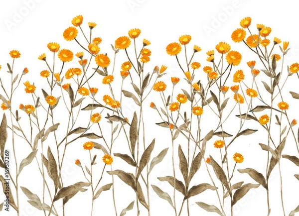 Obraz ботаническая иллюстрация, акварельные растения и цветы, полевой букет
