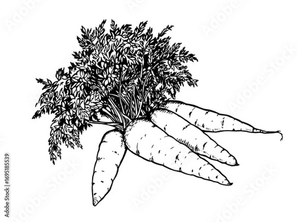 Fototapeta Juicy orange carrots on white background. Vector illustration. Ink line draw vector. Drawing engraving illustration