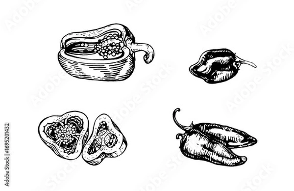 Fototapeta Hand drawn bell pepper and chili pepper set. Vintage black line vegetable illustration isolated on white background. Vector illustration. Ink line draw vector. Drawing engraving illustration