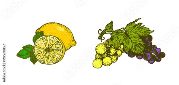 Fototapeta Hand drawn lemon and grape bunch. Colorful fruit illustration isolated on white background