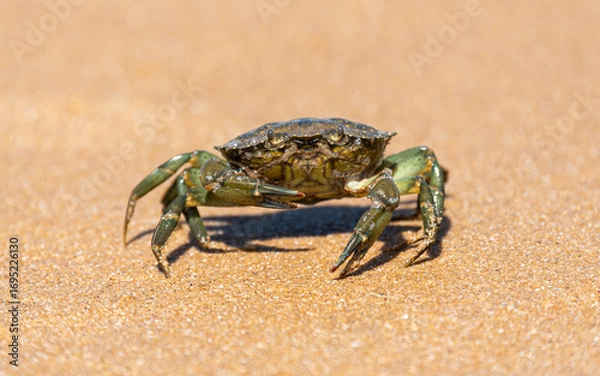 Obraz Close up view of a "Carcinus maenas" crab posing on the sand of a beach on a sunny day. Also known as the shore crab, green shore crab or European green crab.
