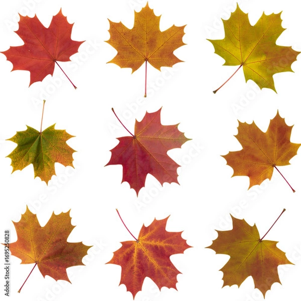 Fototapeta Nine colorful autumn maple leaves isolated on black background showing various fall colors and textures
