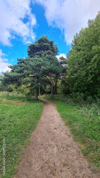 Fototapeta A dirt path leads through a green forest with tall trees under a blue sky. The scene offers ample copy space for text or graphics, ideal for nature concepts.