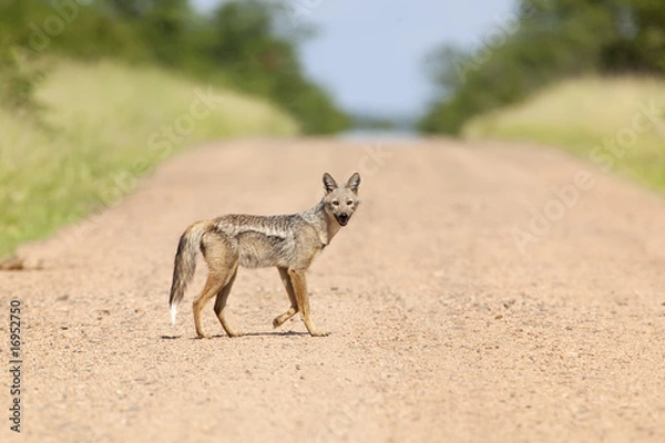 Obraz Side Striped Jackal