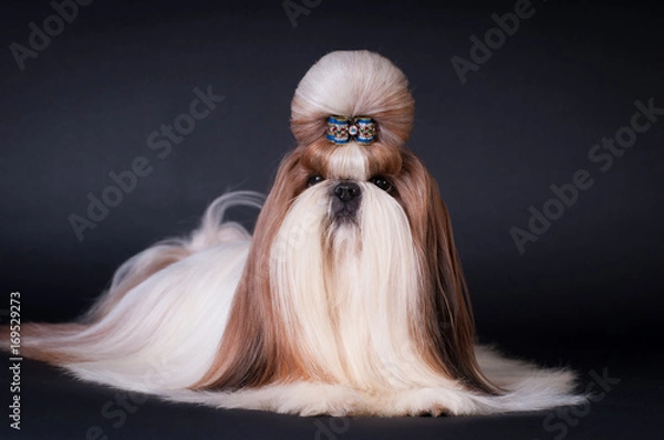 Obraz Shih tzu dog portrait at studio