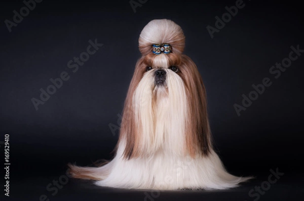 Fototapeta Shih tzu dog portrait at studio