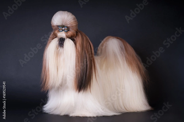 Fototapeta Shih tzu dog portrait at studio