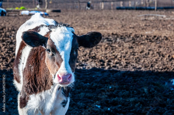 Fototapeta Holstein calf in the field – Dairy cattle breed