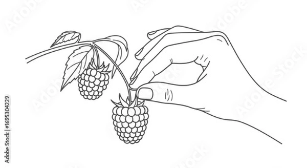 Obraz hand picking fresh raspberries from the branch, line art illustration, garden harvest