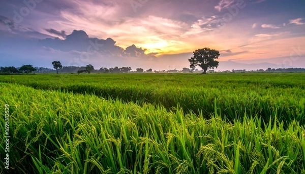 Obraz Lush rice paddy at sunset (1)
