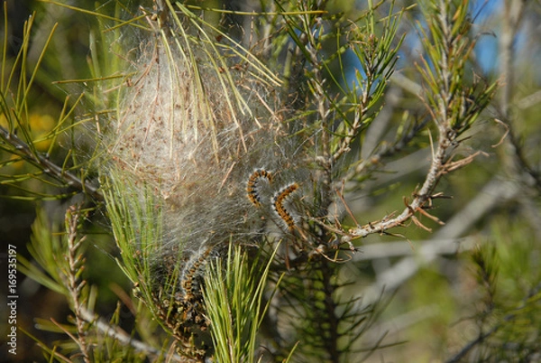 Obraz processionnaire du pin
