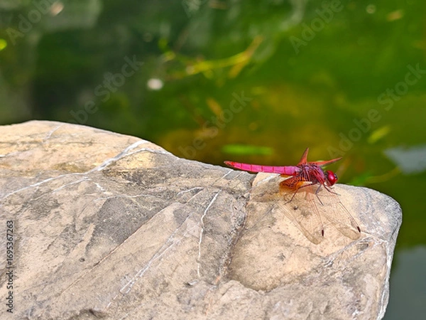 Fototapeta a red dragonfly rest on a rock on the edge of water