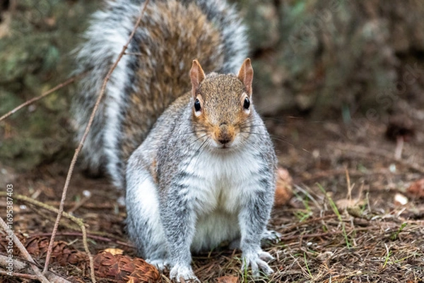 Obraz Alert Eastern Grey Squirrel in Backyard