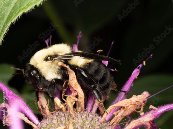 Fototapeta Close Up of a Bumblebee Gathering Pollen on a Dried Flower