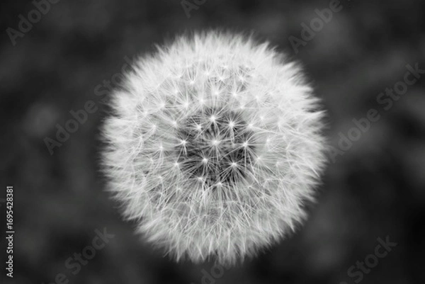 Obraz dandelion on black background