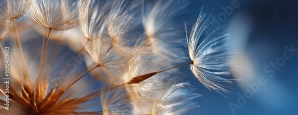 Obraz A macro shot of a dandelion clock's delicate seeds against a blurred blue background, evoking feelings of fragility and transience