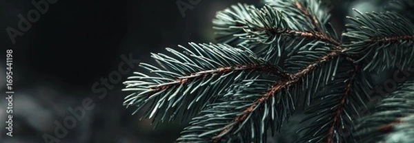 Obraz Detailed shot of a pine branch with teal needles and reddish stems against a blurred, dark background