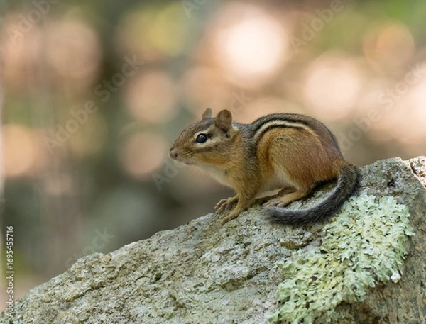 Fototapeta Close Up of an Eastern Chipmunk on a Boulder in Maine Photographed in Profile