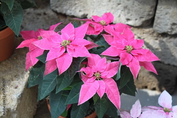 Obraz pinker Weihnachtsstern