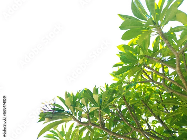 Fototapeta Green leaves and branches isolated on white background with clipping paths for graphic design
