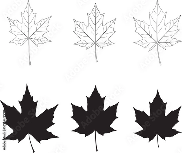 Fototapeta Maple Leaf Line Art and Silhouette Set for Autumnal Designs and Crafts