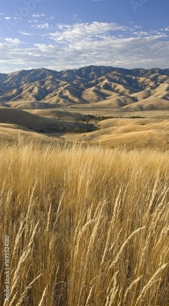 Fototapeta Golden grass field stretching towards brown, hazy mountains under a blue sky with light, scattered clouds