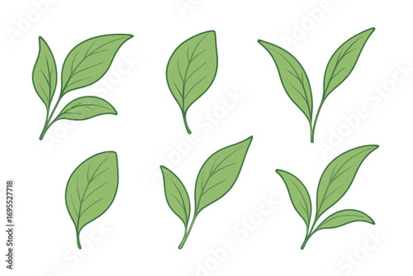 Obraz Set of green tea leaves. Botanical vector illustration collection of fresh organic plant sprigs. Natural, simple, elegant foliage icons. Isolated cartoon design elements.