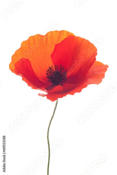 Obraz poppy flower