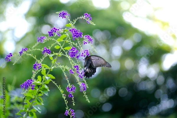 Obraz デュランタにナガサキアゲハ