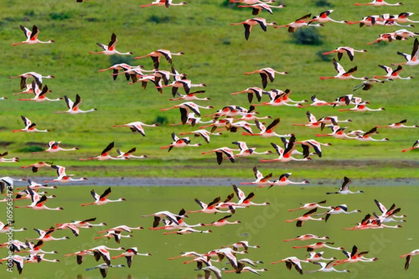 Obraz Flying flamingos in The Ngorongoro Crater - Tanzania