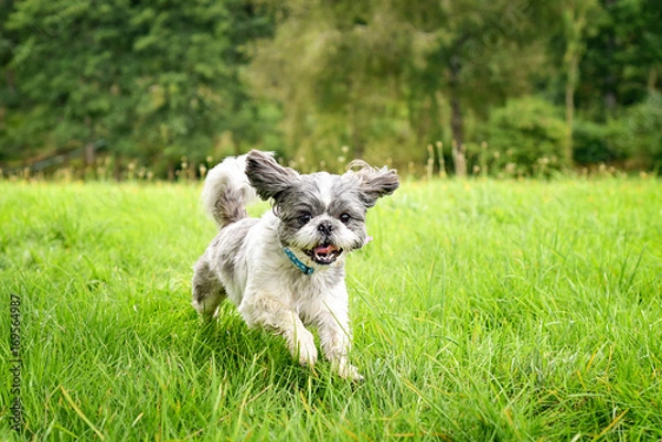 Fototapeta Shih tzu bounding through grass