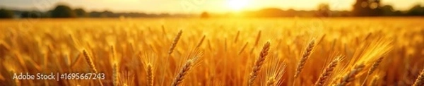 Fototapeta Golden wheat fields sway gently in the late afternoon sun, ripe for harvest A vibrant scene of autumn abundance and the bounty of nature , rural, grain