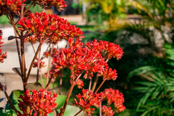 Fototapeta Flores coloridas