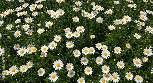 Fototapeta Overhead View of a Dense Field of White Daisies.