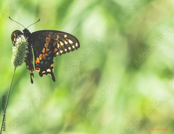 Obraz Brown Butterfly