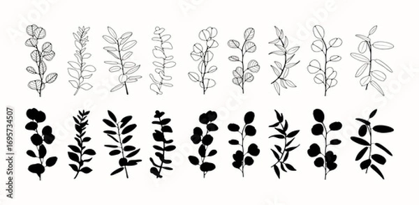 Fototapeta Hand drawn eucalyptus branches. Eucalyptus branches outlines and silhouettes isolated on white background