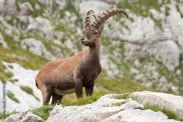 Fototapeta Capricorn