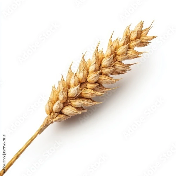 Fototapeta Golden Wheat Stalk Isolated on White Background with Natural Texture