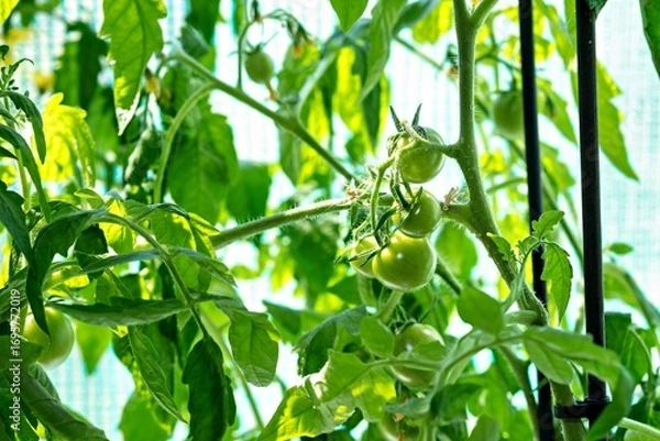 Fototapeta This is an image of a tomato plant with several green tomatoes still attached to the vine