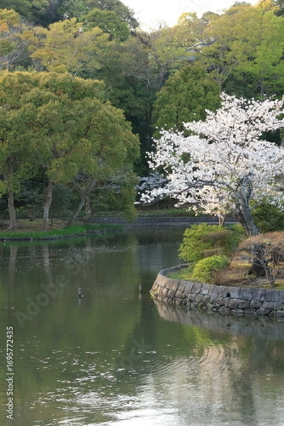 Fototapeta 鎌倉鶴岡八幡宮の境内に桜が咲く風景