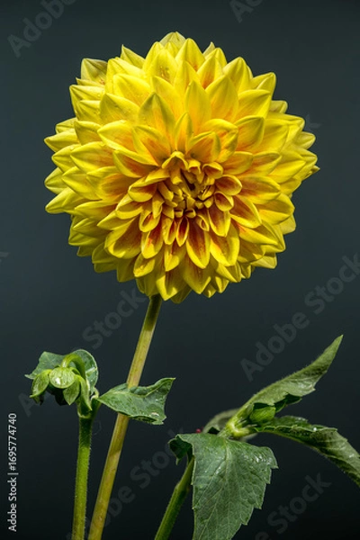 Fototapeta Vivid Yellow Dahlia with a Subtle Green Backdrop